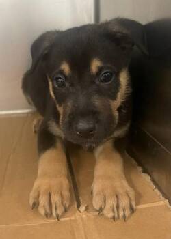 Joey -  Rottweiler and Mixed Breed Dog for Adoption in West Memphis, Arkansas - Joey | PetCurious