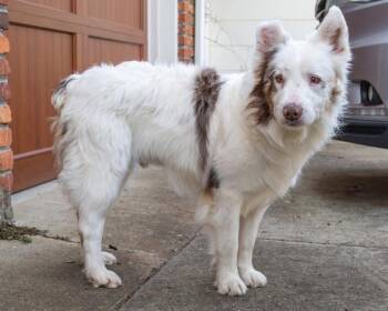 Australian Shepherd Dogs Available for Adoption in Franklin, Tennessee - KENNY | PetCurious