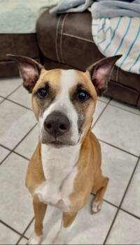 Kapone -  American Staffordshire Terrier and Boxer Dog for Adoption in Metairie, Louisiana - Kapone | PetCurious