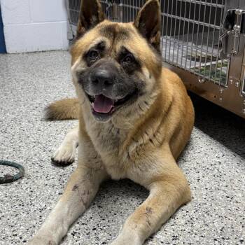 Beefcake -  Akita and Mixed Breed Dog for Adoption in Hattiesburg, Mississippi - Beefcake | PetCurious