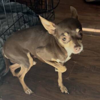 Hermes -  Chihuahua Dog for Adoption in Las Vegas, Nevada - Hermes | PetCurious