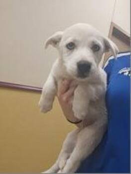 Queeny -  Great Pyrenees and Mixed Breed Dog for Adoption in Morton Grove, Illinois - Queeny | PetCurious