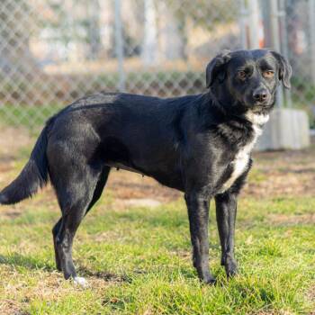 Terrier Dogs Available for Adoption - Nikki | PetCurious