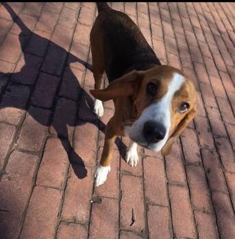 Manny -  Beagle Dog for Adoption in Cornelius, North Carolina - Manny | PetCurious
