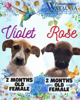 Mixed Breed Dogs Available for Adoption in Watauga, Texas - Rose | PetCurious