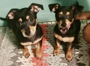 Chiweenie and Miniature Pinscher Dogs Available for Adoption - Poquito And Poqueno | PetCurious
