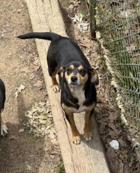 Beagle Dogs Available for Adoption in Zimmerman, Minnesota - Birdie | PetCurious