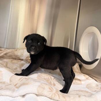 Baked Bean -  Mixed Breed Dog for Adoption in Riverwoods, Illinois - Baked Bean | PetCurious