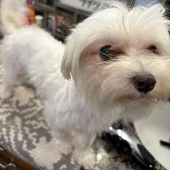 Mixed Breed Dogs Available for Adoption in Webster, Texas - Sally | PetCurious