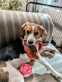 Beagle Dogs Available for Adoption - Bean  - Fostered In Omaha | PetCurious