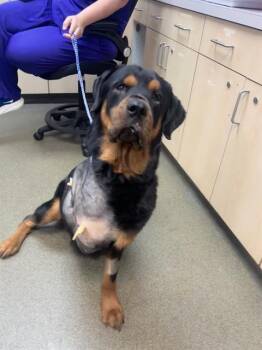 Mixed Breed Dogs Available for Adoption in Jacksonville, Florida - CESAR | PetCurious