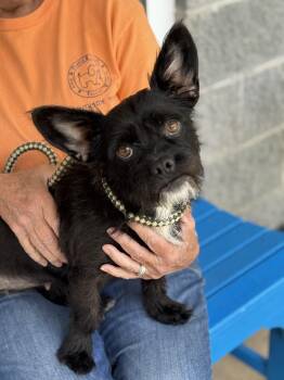 Wabi Sabi -  Terrier Dog for Adoption in Meherrin, Virginia - Wabi Sabi | PetCurious