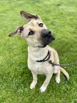 Mixed Breed Dogs Available for Adoption in Roseburg, Oregon - Miles | PetCurious