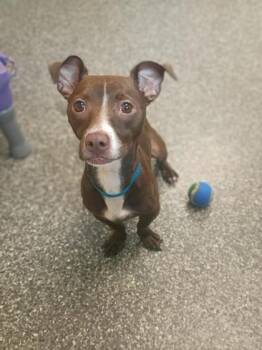 Dachshund and Pit Bull Terrier Dogs Available for Adoption in Westland, Michigan - Hunter | PetCurious