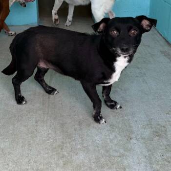 Shelby -  Chihuahua and Dachshund Dog for Adoption in Portland, Maine - Shelby | PetCurious