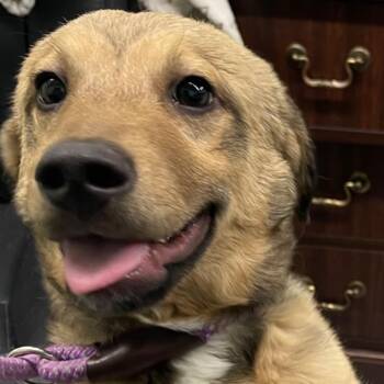 Brewster -  Mixed Breed Dog for Adoption in Bentonville, Arkansas - Brewster | PetCurious