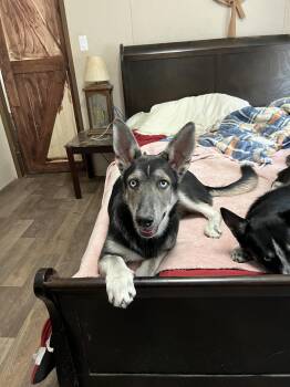 Rescue Siberian Husky and German Shepherd Dog Dogs for Adoption in The Woodlands, Texas - Megatron | PetCurious