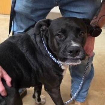 Maximus - 062604U -  Boxer and Mixed Breed Dog for Adoption in Tupelo, Mississippi - Maximus - 062604U | PetCurious