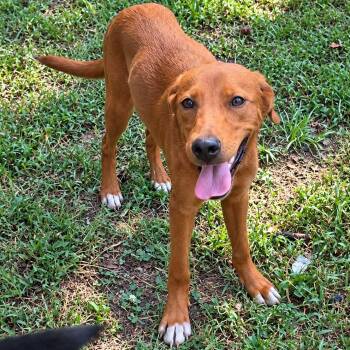 Cinammon -  Mixed Breed Dog for Adoption in Parrish, Alabama - Cinammon | PetCurious