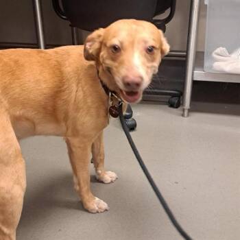 KING -  Mixed Breed Dog for Adoption in Dallas, Texas - KING | PetCurious