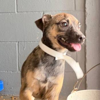 Tonita -  Pug Dog for Adoption in Laredo, Texas - Tonita | PetCurious