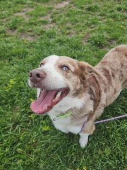 Dude -  Fox Terrier and Mixed Breed Dog for Adoption in Scottsbluff, Nebraska - Dude | PetCurious