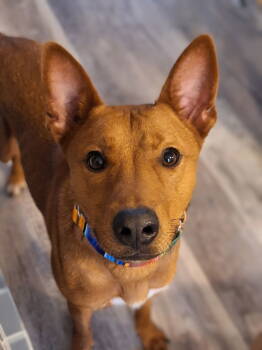 Rescue Australian Cattle Dog Blue Heeler and Labrador Retriever Dogs for Adoption in The Woodlands, Texas - Ranger | PetCurious