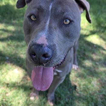 Terrier and Pit Bull Terrier Dogs Available for Adoption in Monticello, Florida - Petie | PetCurious