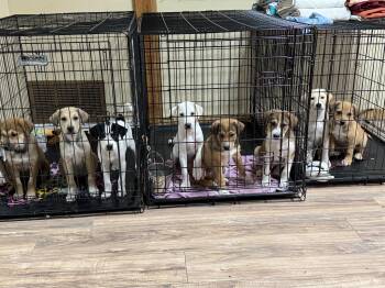Shania -  Beagle and Australian Shepherd Dog for Adoption in Haslet, Texas - Shania | PetCurious