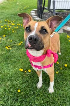 Mixed Breed Dogs Available for Adoption in Marion, Ohio - Sassy | PetCurious