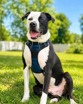 Louie -  Australian Shepherd and American Staffordshire Terrier Dog for Adoption in Belleville, Michigan - Louie | PetCurious