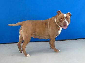 EMMA -  Staffordshire Bull Terrier Dog for Adoption in Pasadena, California - EMMA | PetCurious