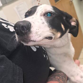 Adore Delano -  Mixed Breed Dog for Adoption in Charleston, West Virginia - Adore Delano | PetCurious