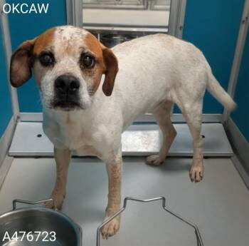 A476723 -  Boxer and Mixed Breed Dog for Adoption in Oklahoma City, Oklahoma - A476723 | PetCurious
