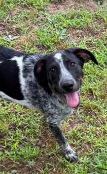 Dolly -  Mixed Breed Dog for Adoption in Northwood, New Hampshire - Dolly | PetCurious