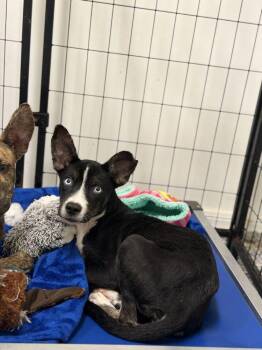 Minnie -  Border Collie Dog for Adoption in Lakeland, Florida - Minnie | PetCurious