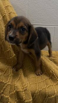 26-559 Wyatt -  Hound and Mixed Breed Dog for Adoption in Barnesville, Georgia - 26-559 Wyatt | PetCurious