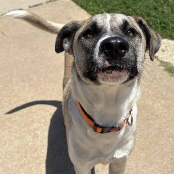 Black Mouth Cur and Retriever Dogs Available for Adoption in The Colony, Texas - Kuma | PetCurious