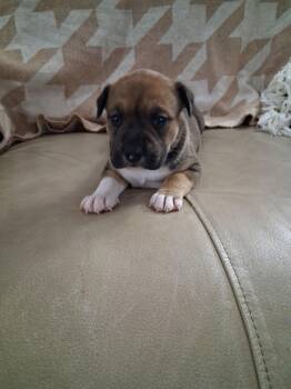 Rory -  American Staffordshire Terrier Dog for Adoption in Holly Springs, North Carolina - Rory | PetCurious