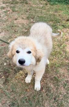 POWDER -  Great Pyrenees Dog for Adoption in Fosters, Alabama - POWDER | PetCurious