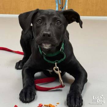 Labrador Retriever Dogs Available for Adoption - Roo | PetCurious