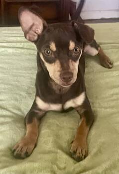 Hayes -  Chihuahua Dog for Adoption in Blountstown, Florida - Hayes | PetCurious