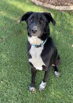 Rescue Border Collie Dogs for Adoption in Red Bluff, California - Stewart | PetCurious