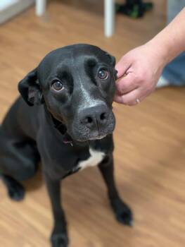 Dahlia -  Mixed Breed Dog for Adoption in Dorr, Michigan - Dahlia | PetCurious