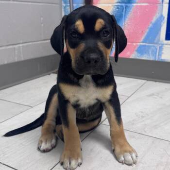 Boone -  Labrador Retriever Dog for Adoption in Lufkin, Texas - Boone | PetCurious
