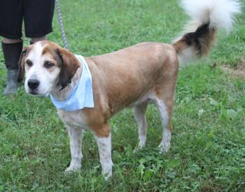 Loaf (Photos September 22nd 2026) -  Australian Shepherd Dog for Adoption in Marietta, Ohio - Loaf (Photos September 22nd 2026) | PetCurious