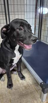 Onyx -  Pit Bull Terrier and Labrador Retriever Dog for Adoption in Brownwood, Texas - Onyx | PetCurious