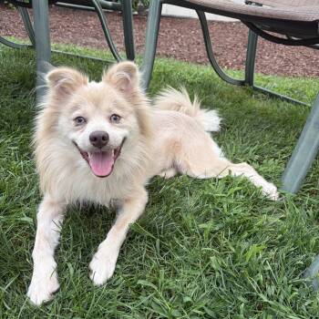 Marty -  Pomeranian and Spitz Dog for Adoption in Hopkinton, Massachusetts - Marty | PetCurious