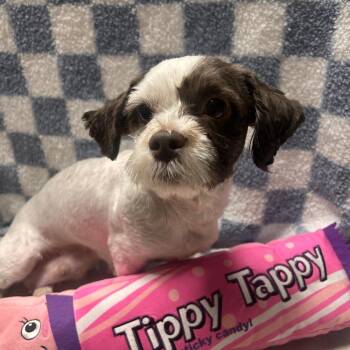 Maltese Dogs Available for Adoption - Naomi | PetCurious