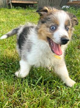 Cheeto -  Australian Shepherd Dog for Adoption in Spokane, Washington - Cheeto | PetCurious